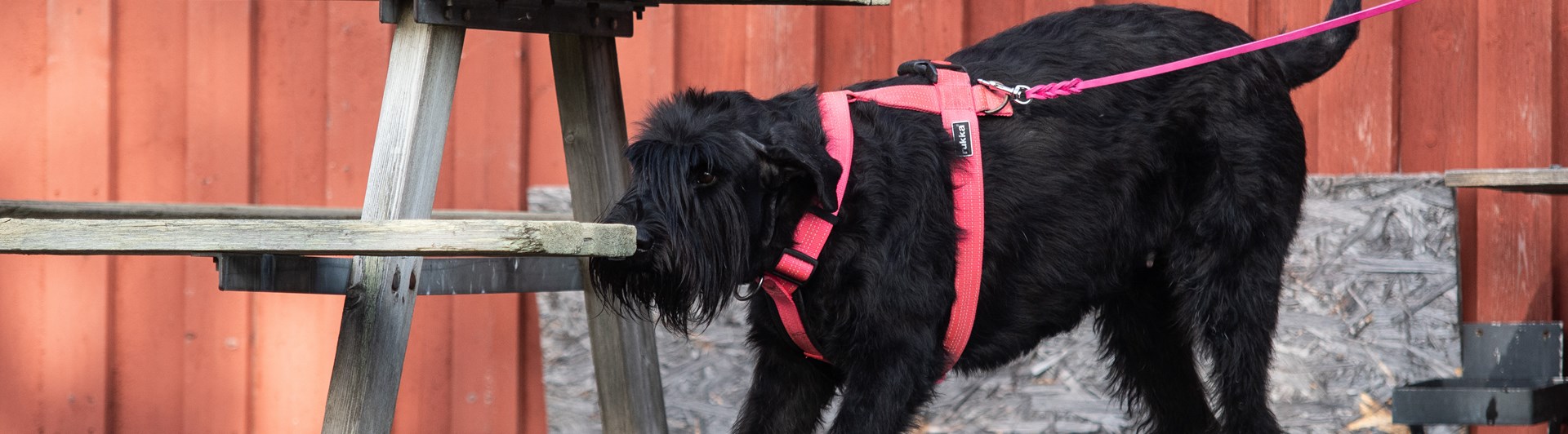 Riesen-tiken Maggie markerar en Nosework gömma på ett bord