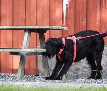 Riesen-tiken Maggie markerar en Nosework gömma på ett bord