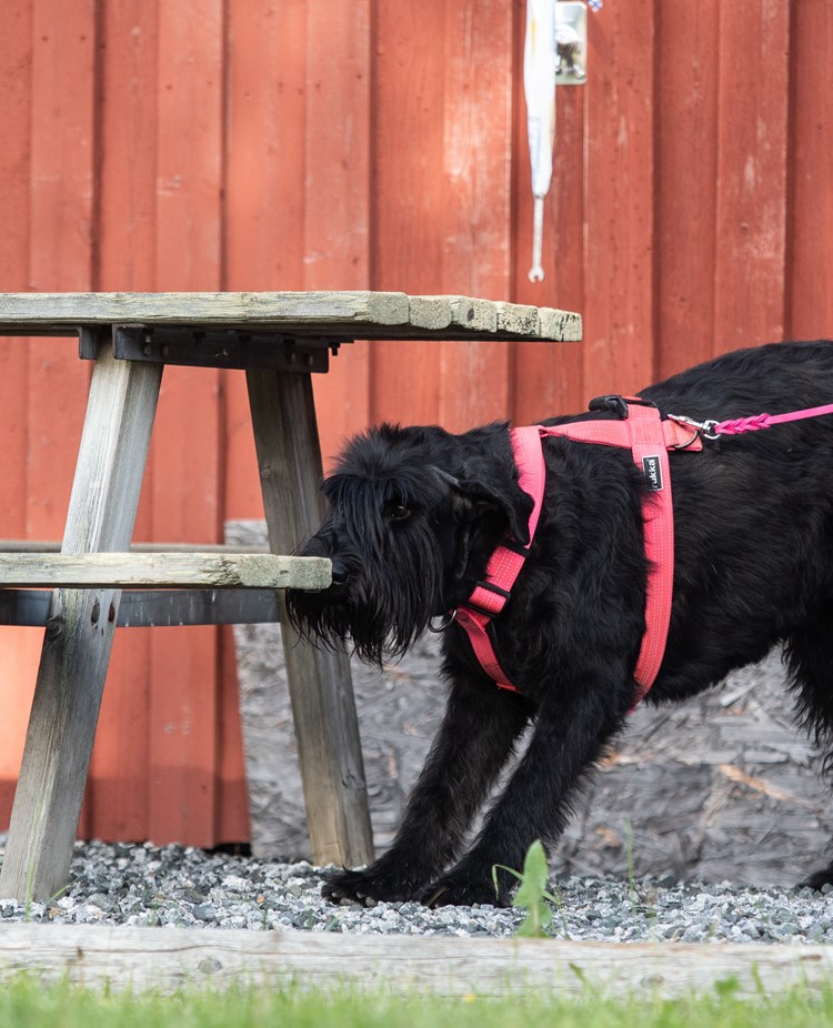 Riesen-tiken Maggie markerar en Nosework gömma på ett bord