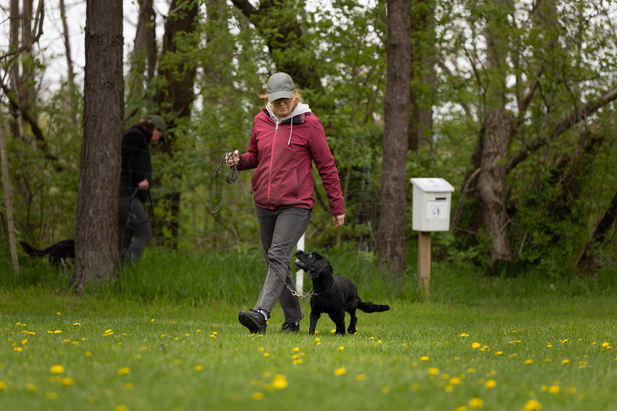 Hund och förare som går fotgående