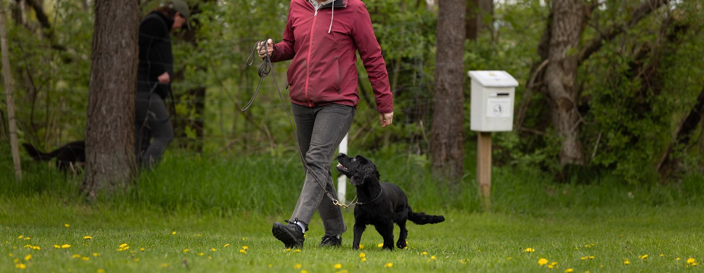 Hund och förare som går fotgående