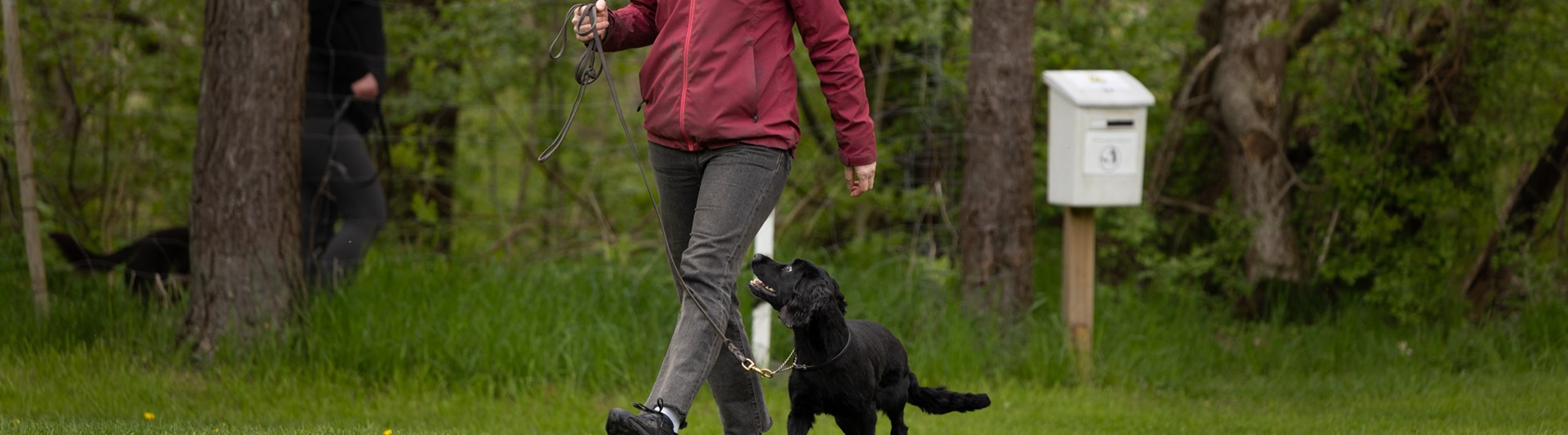 Hund och förare som går fotgående
