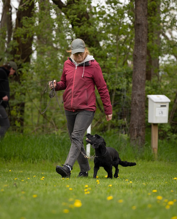 Hund och förare som går fotgående