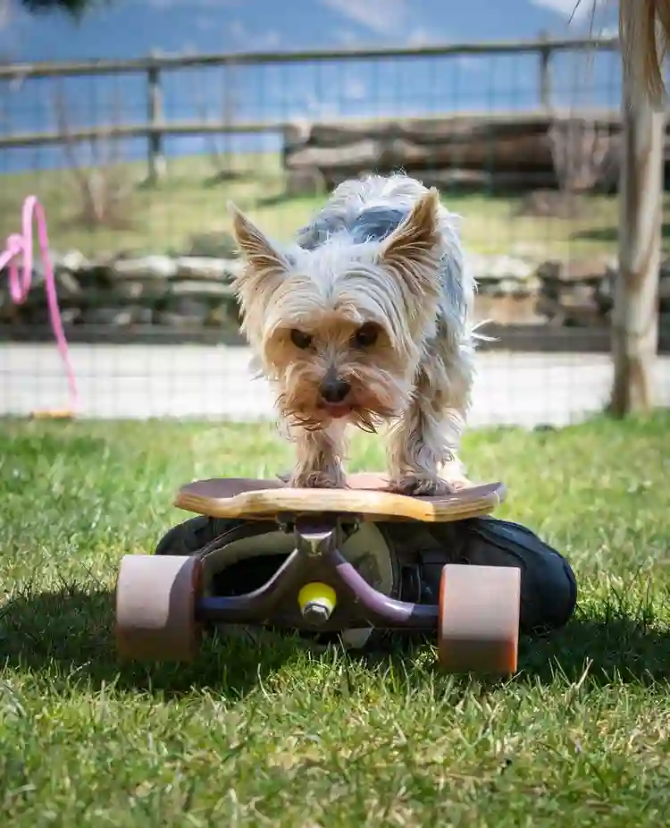 Liten hund som åker på skateboard