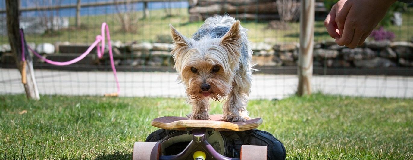 Liten hund som åker på skateboard