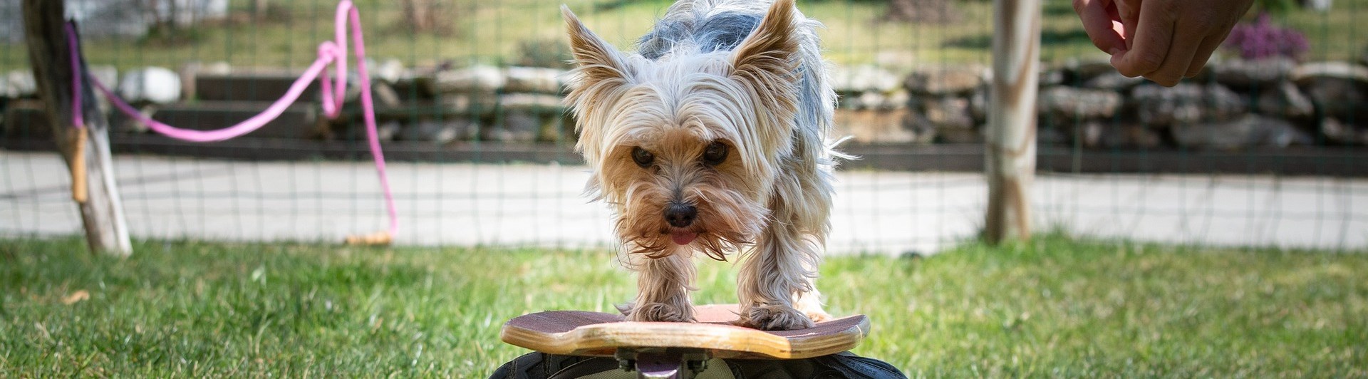 Liten hund som åker på skateboard
