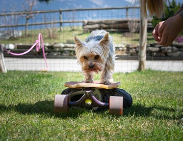 Liten hund som åker på skateboard