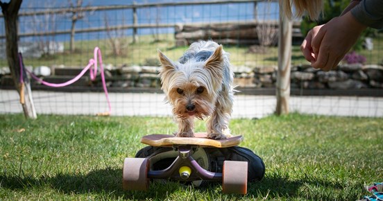Liten hund som åker på skateboard