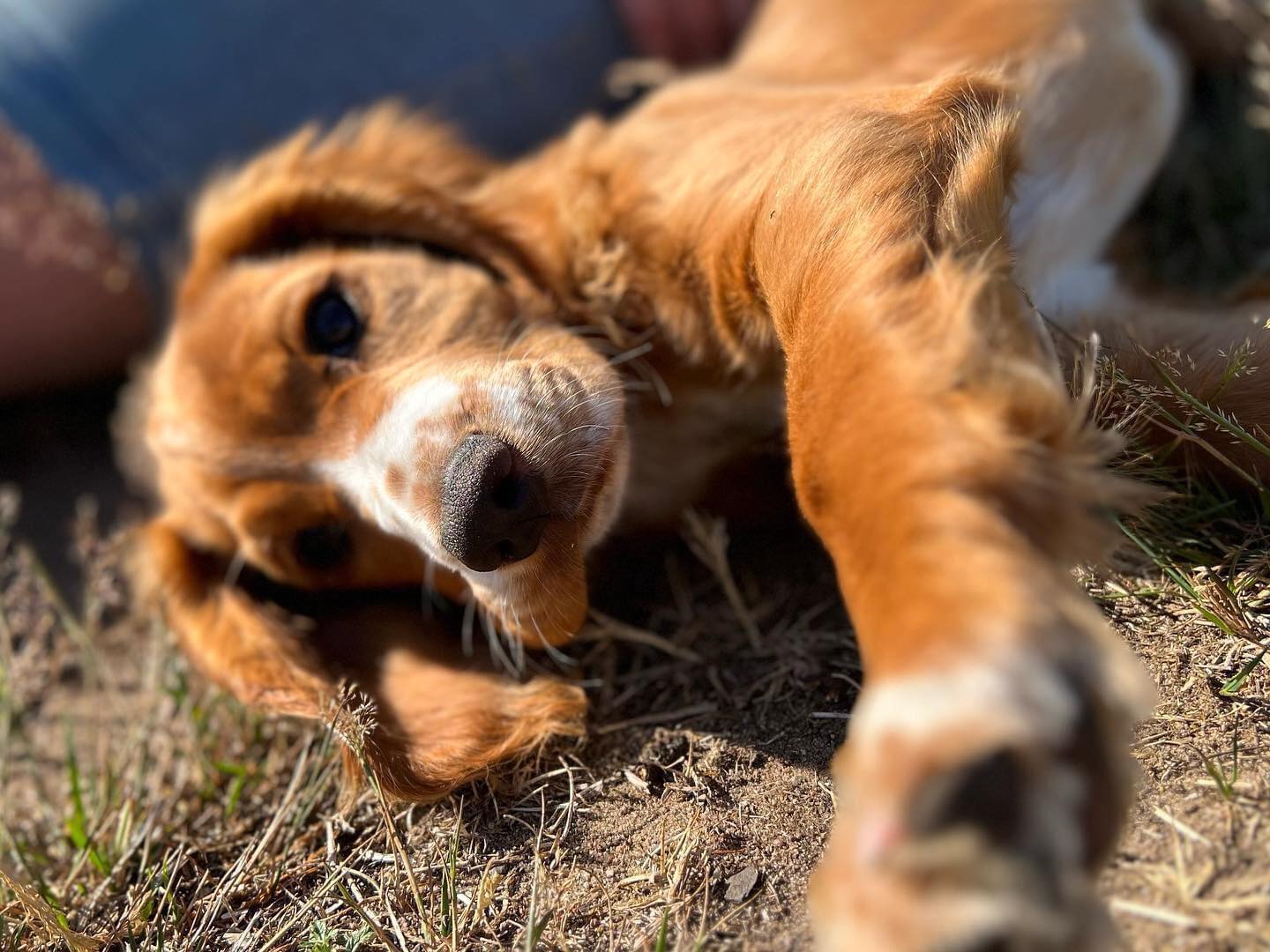 Valp som ligger på gräset