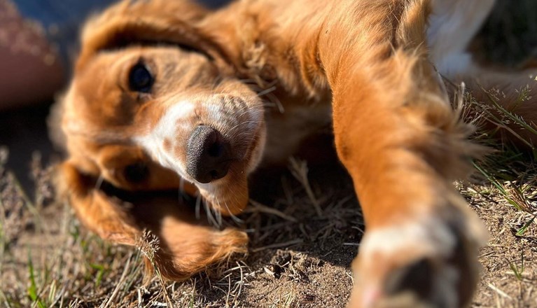 Valp som ligger på gräset