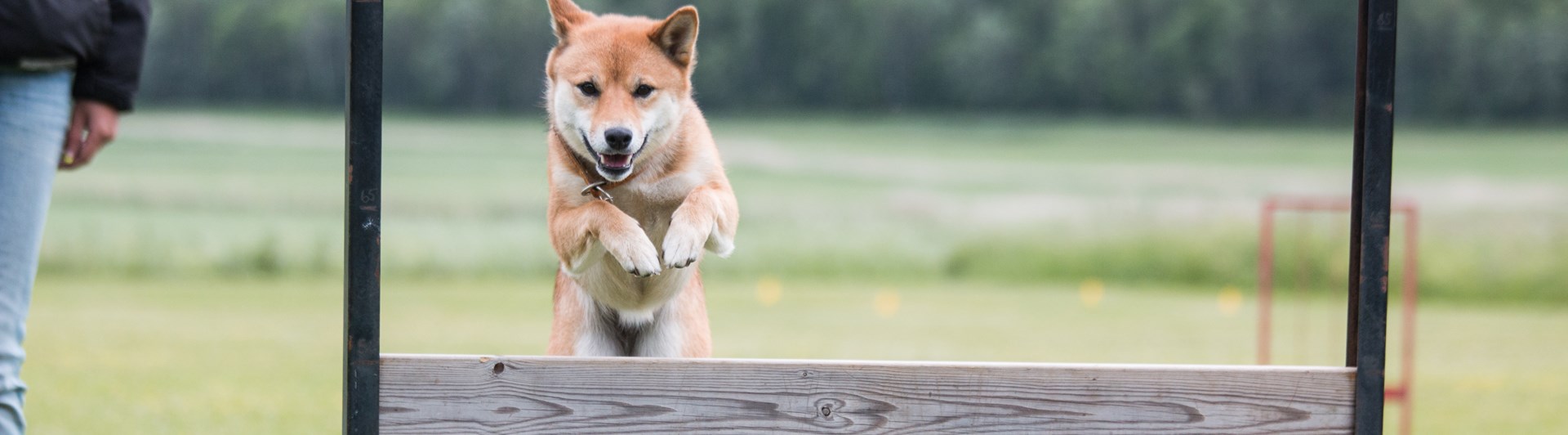 Shiba som hoppar över det täckta hopphindret