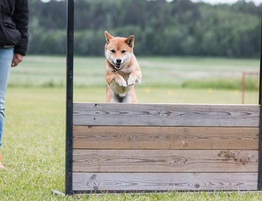 Shiba som hoppar över det täckta hopphindret