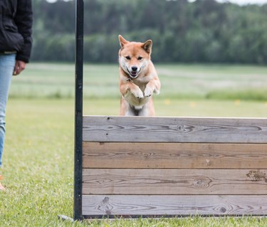 Shiba som hoppar över det täckta hopphindret