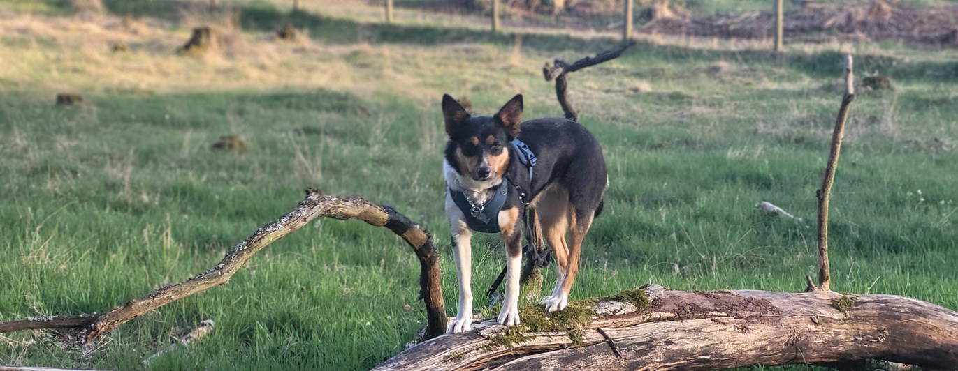 Hund står på stock