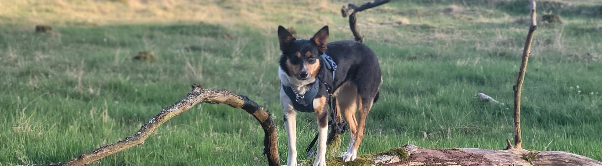 Hund står på stock
