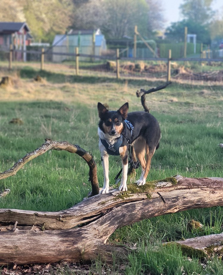 Hund står på stock