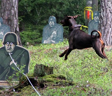 Dobermann vid MT, figurrad