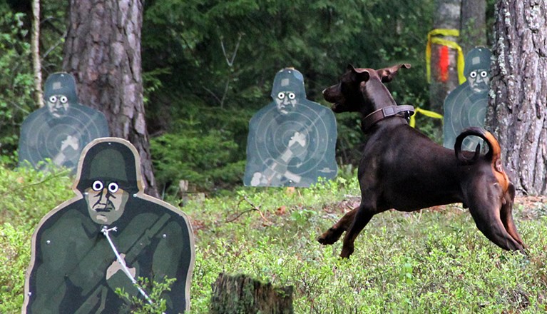 Dobermann vid MT, figurrad