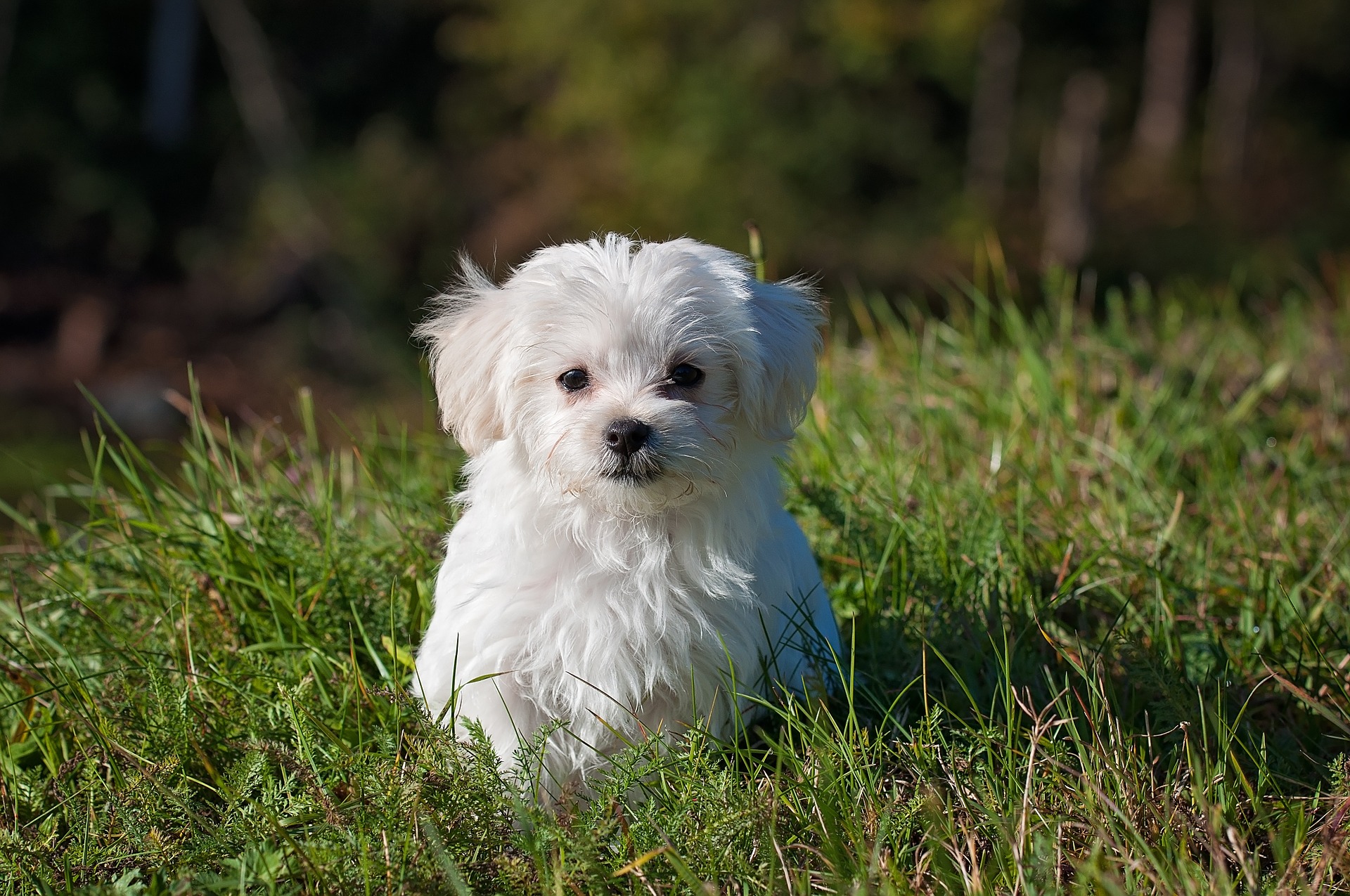 Liten vit hundvalp