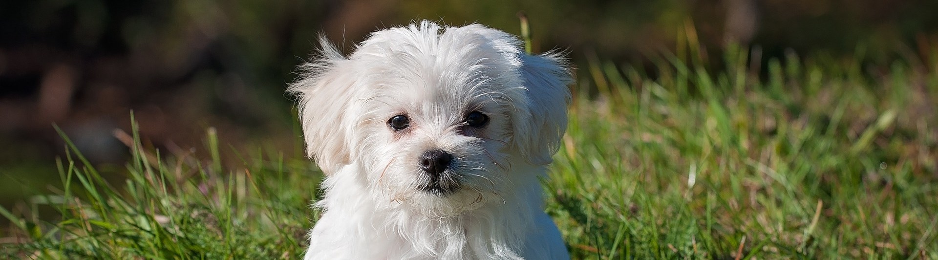 Liten vit hundvalp