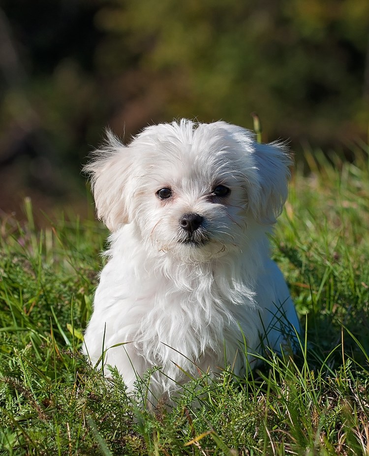 Liten vit hundvalp