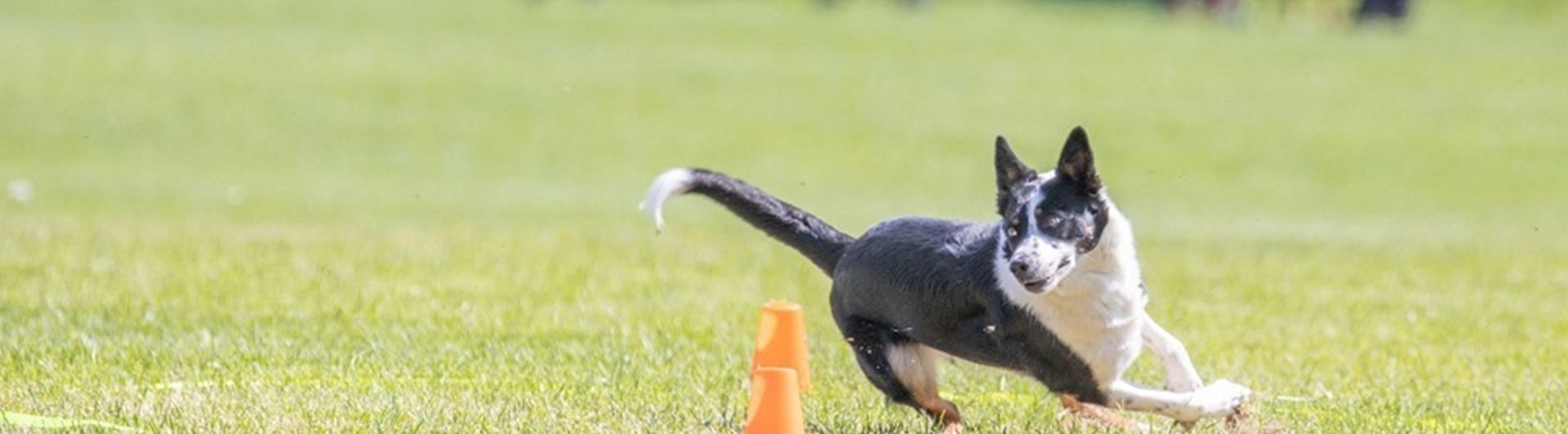 Border Collie springer runt orange kon