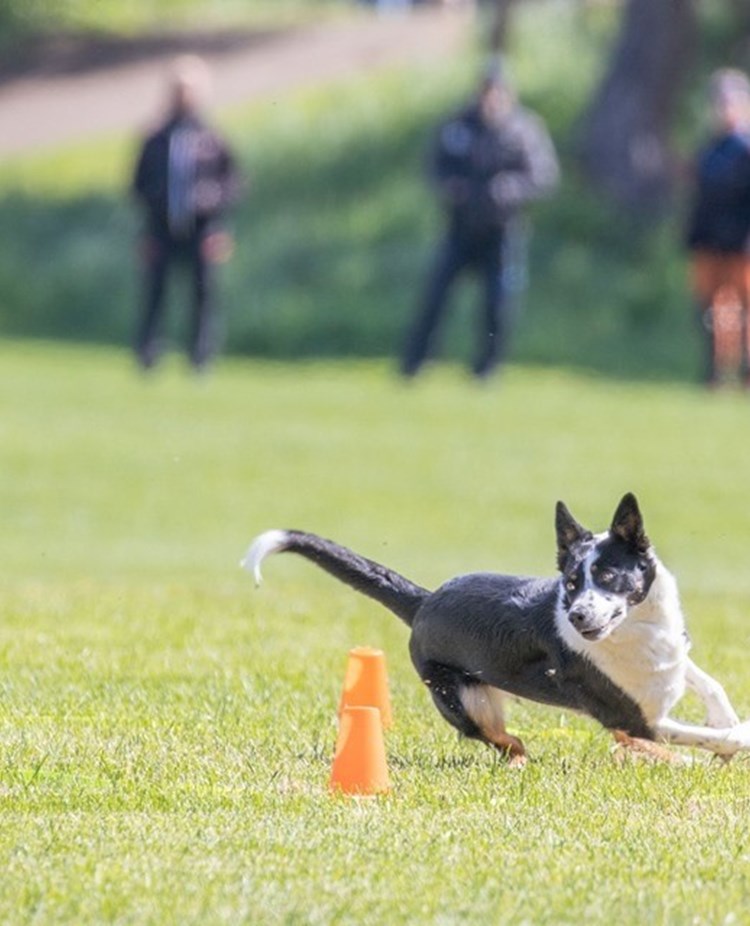 Border Collie springer runt orange kon