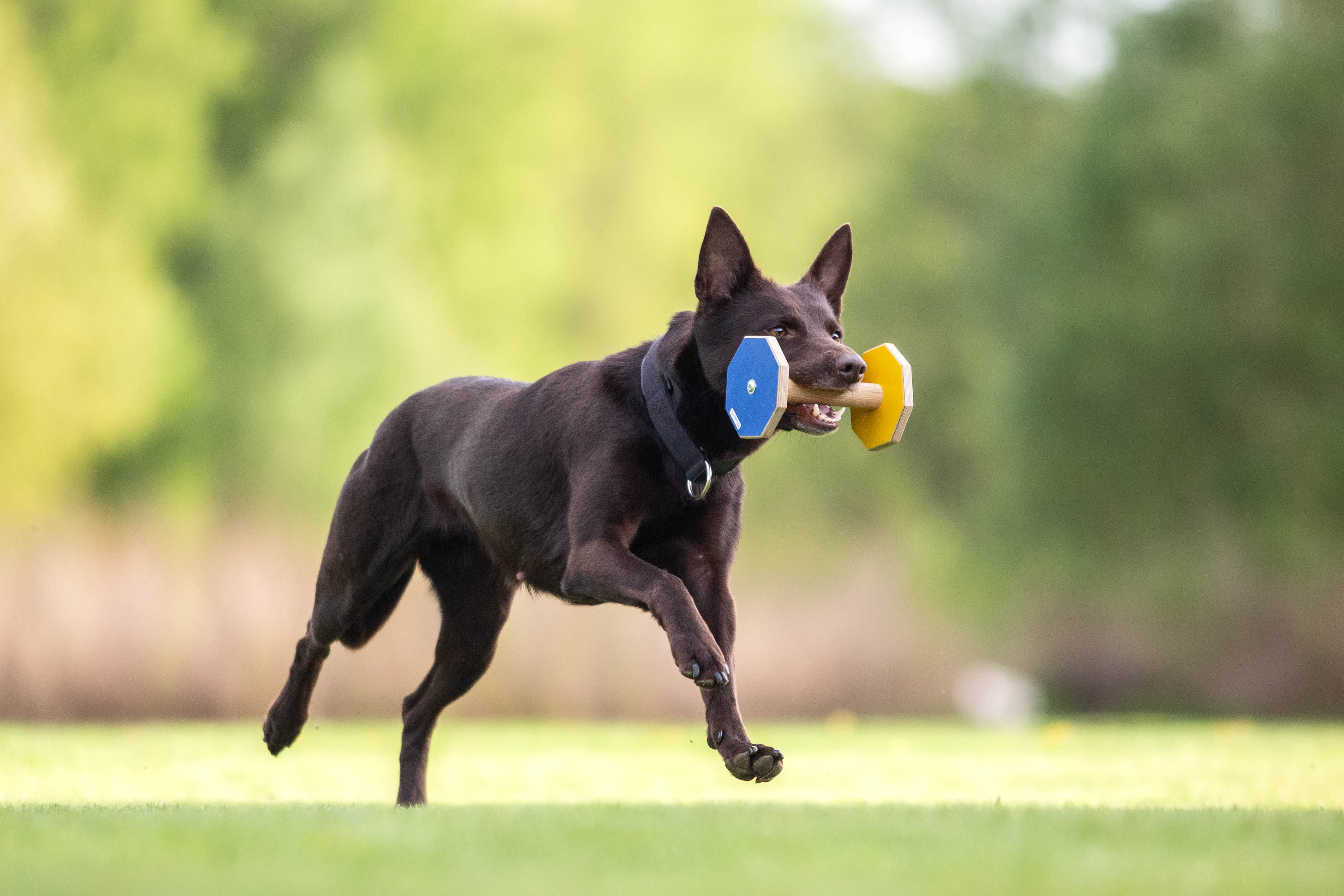 Fame apporterar

Bild: Alva Högkvist