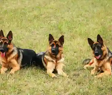 Tre tyska schäferhundar ligger i gräset
