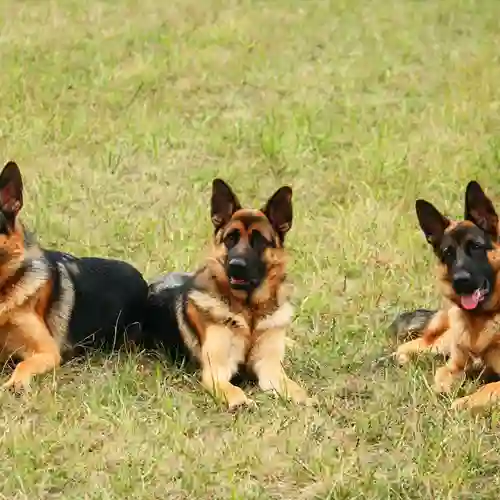 Tre tyska schäferhundar ligger i gräset