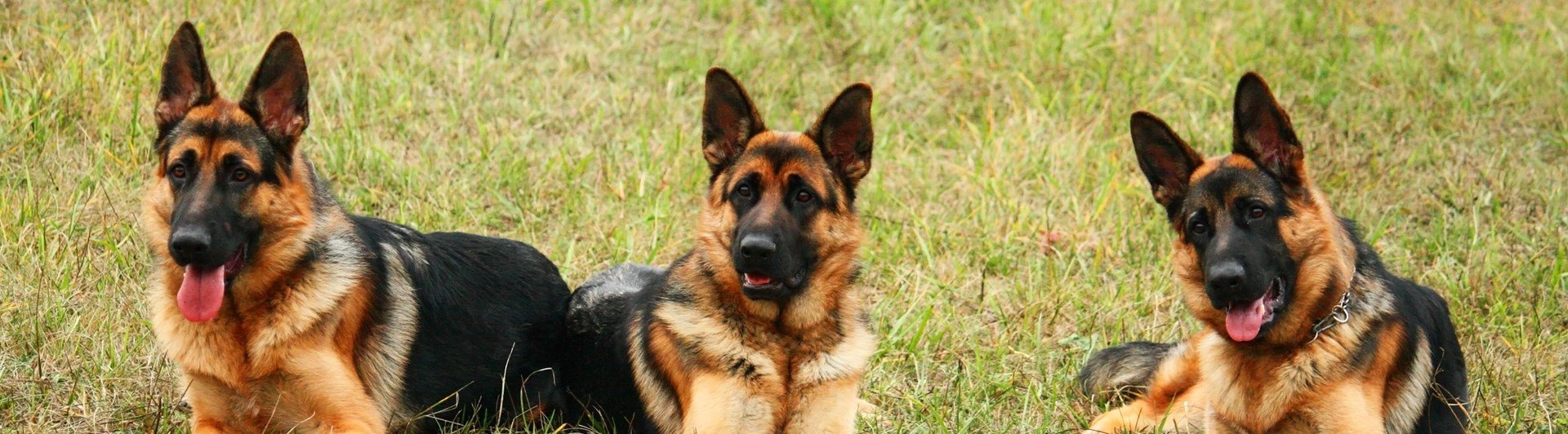Tre tyska schäferhundar ligger i gräset