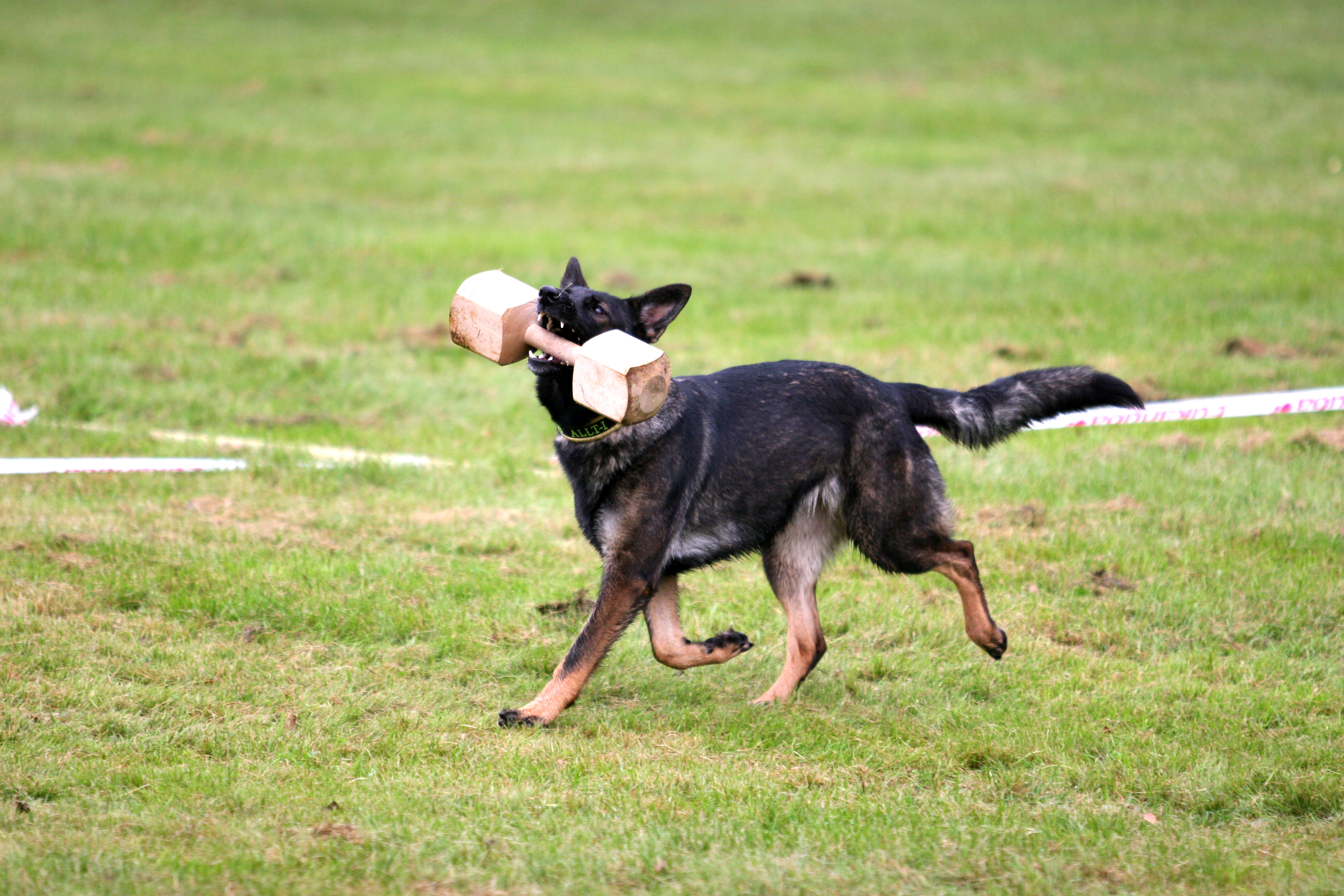 Träapportering i IPO Nordic Style