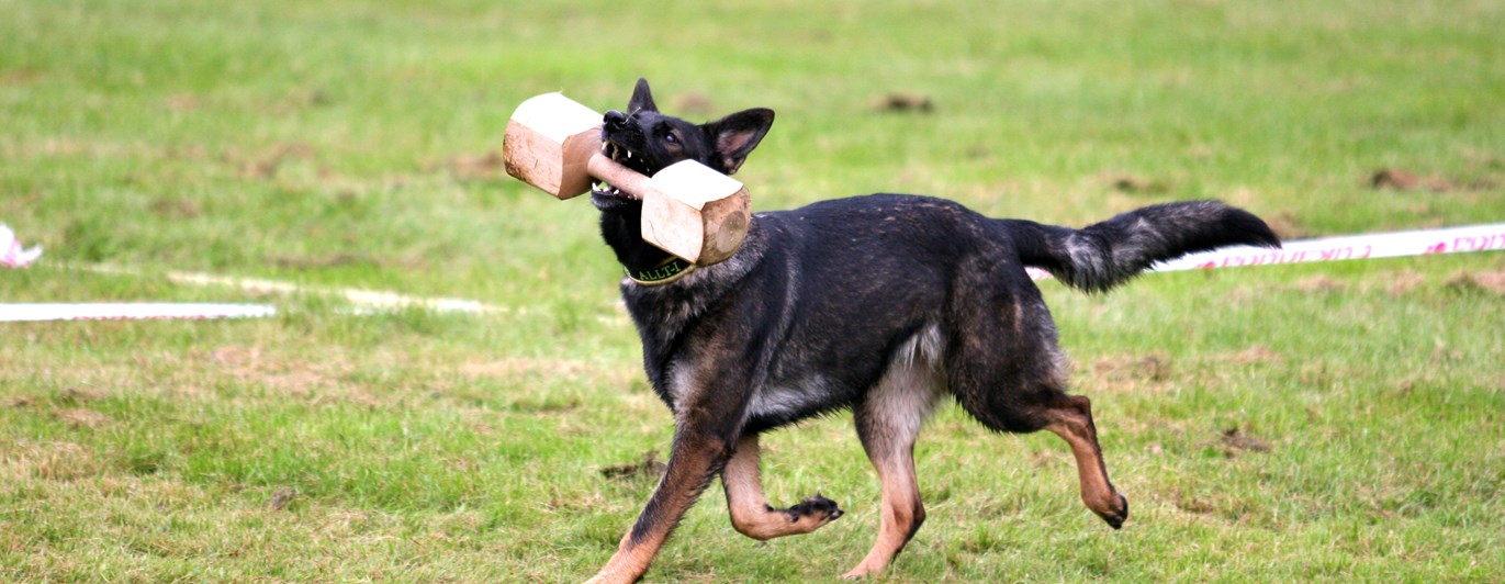 Träapportering i IPO Nordic Style