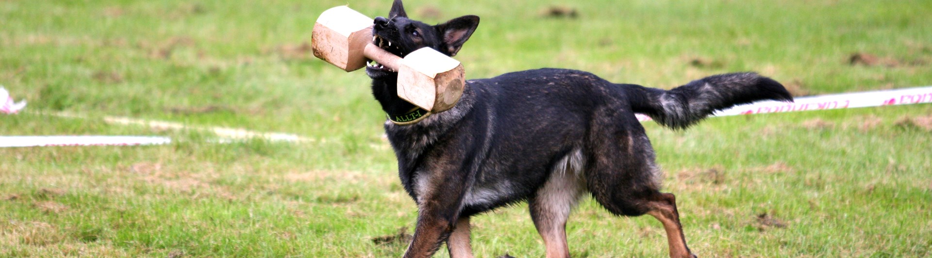 Träapportering i IPO Nordic Style