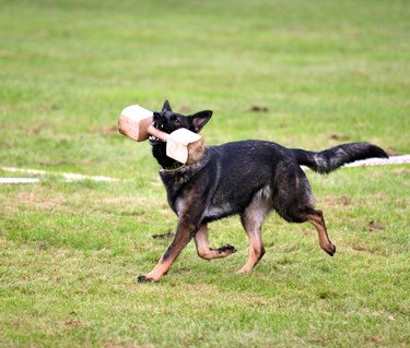 Träapportering i IPO Nordic Style