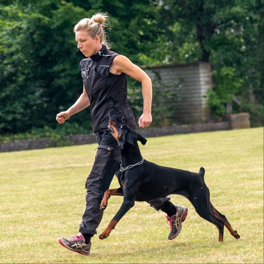 Person som springer med en doberman i fotposition