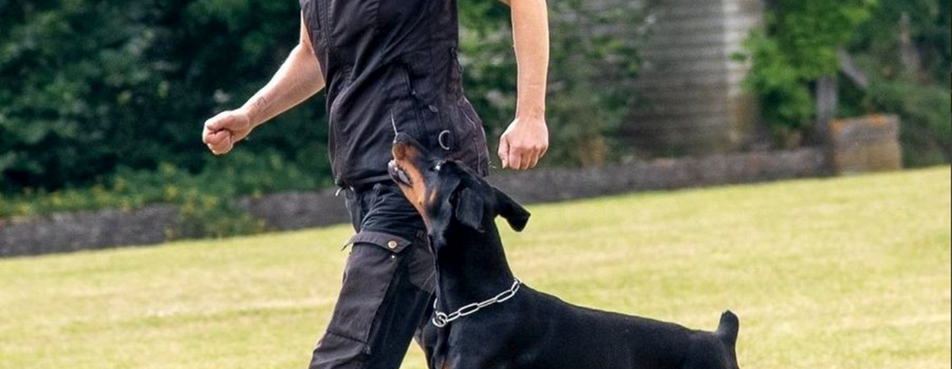 Person som springer med en doberman i fotposition