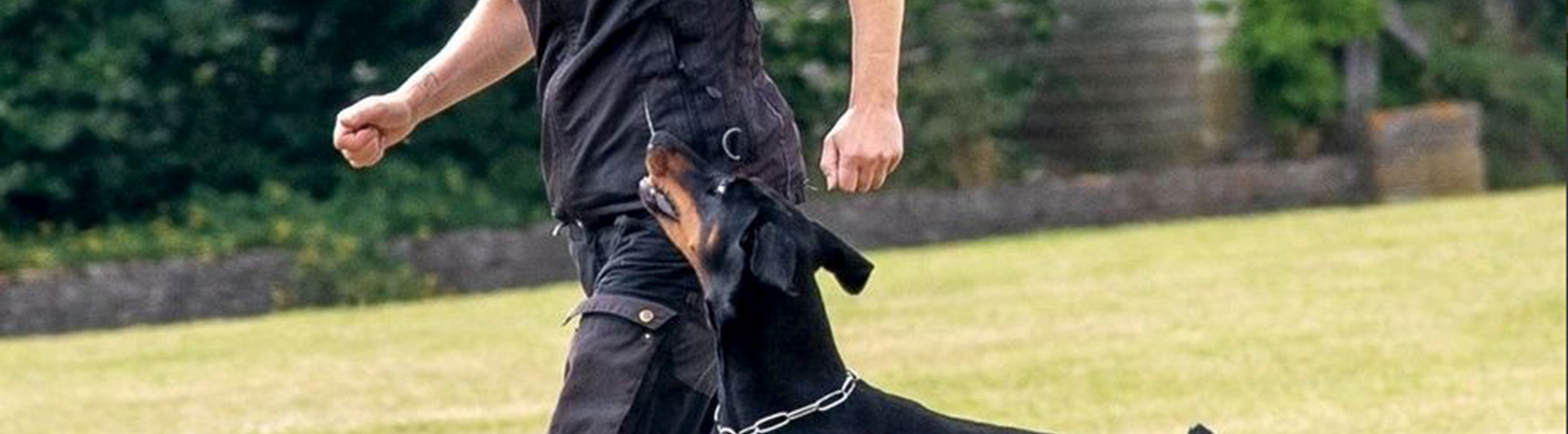 Person som springer med en doberman i fotposition