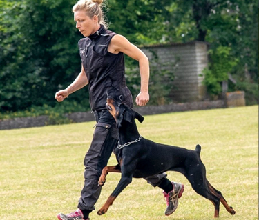 Person som springer med en doberman i fotposition