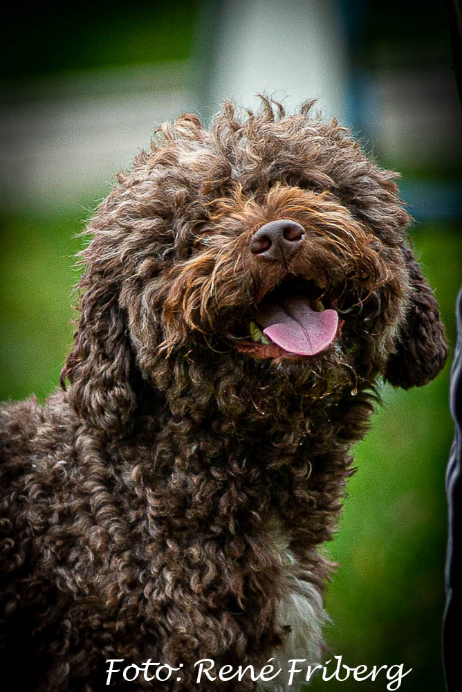Lagotto