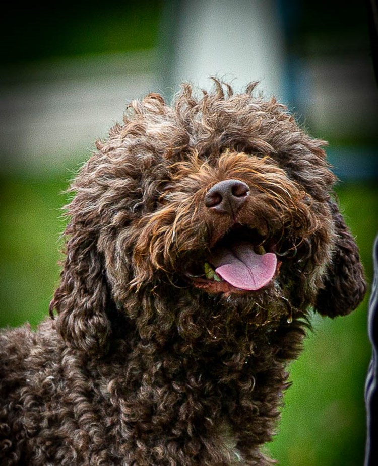 Lagotto