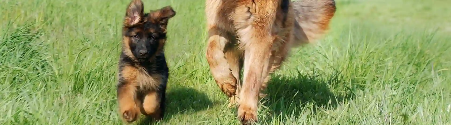 Schäfervalp och vuxen hund med pinne.