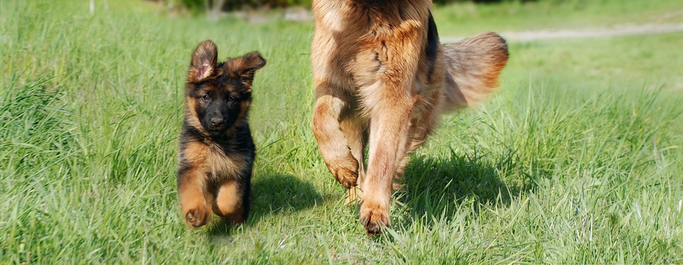 Schäfervalp och vuxen hund med pinne.