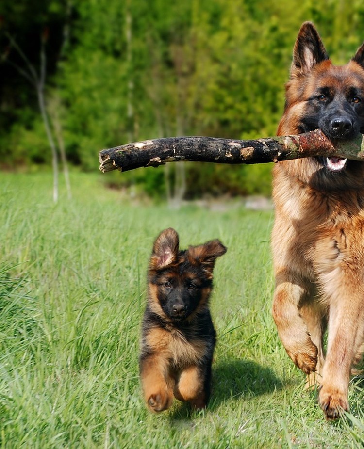 Schäfervalp och vuxen hund med pinne.
