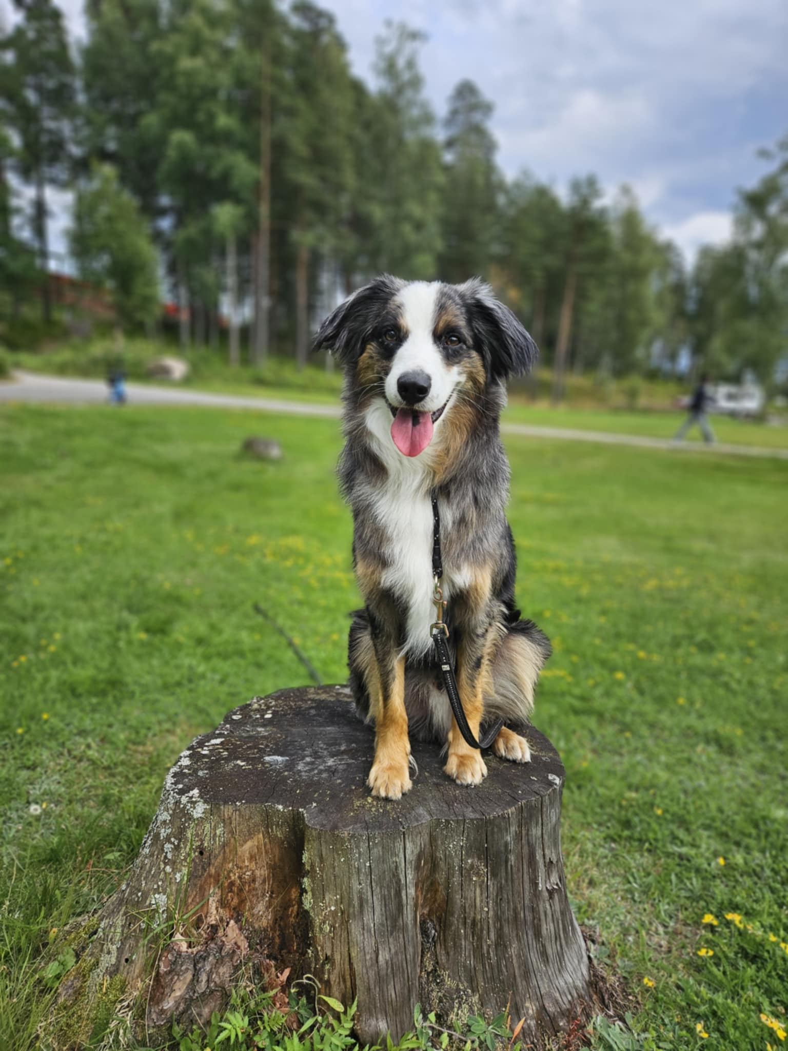 Hund sitter på en stubbe