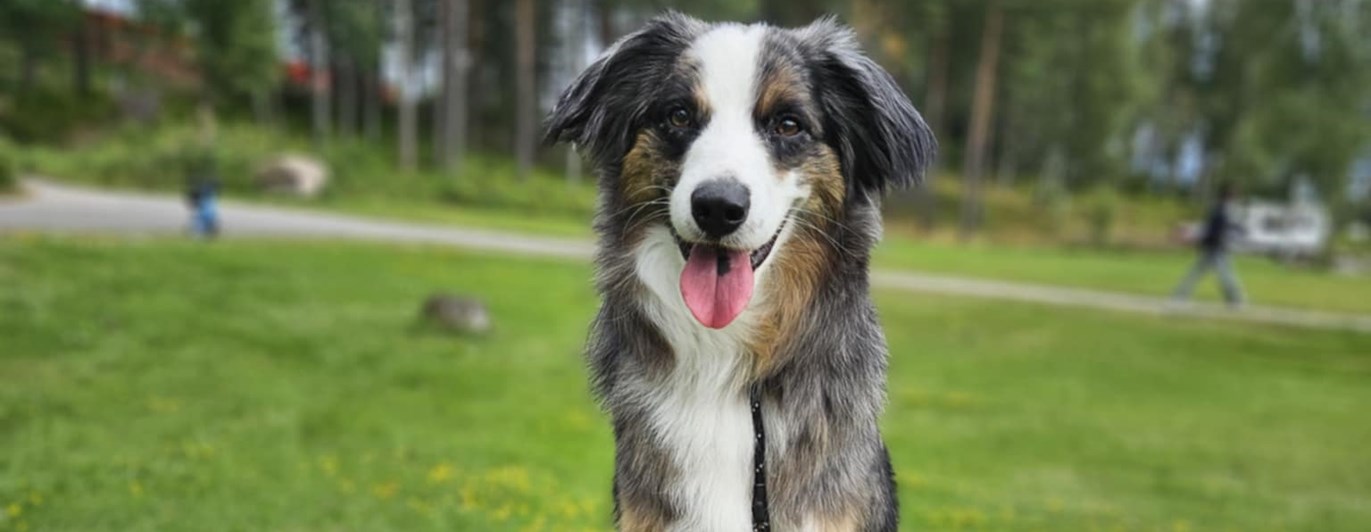 Hund sitter på en stubbe