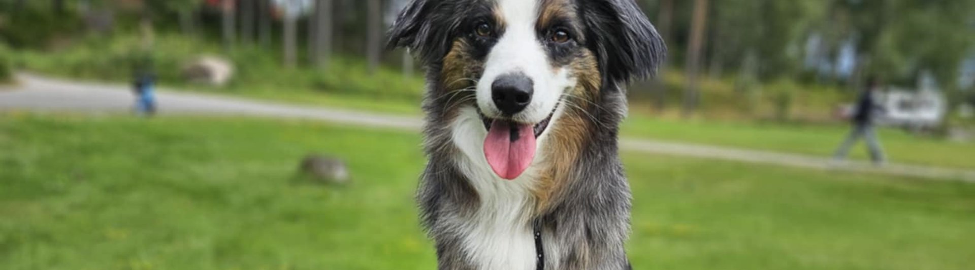 Hund sitter på en stubbe