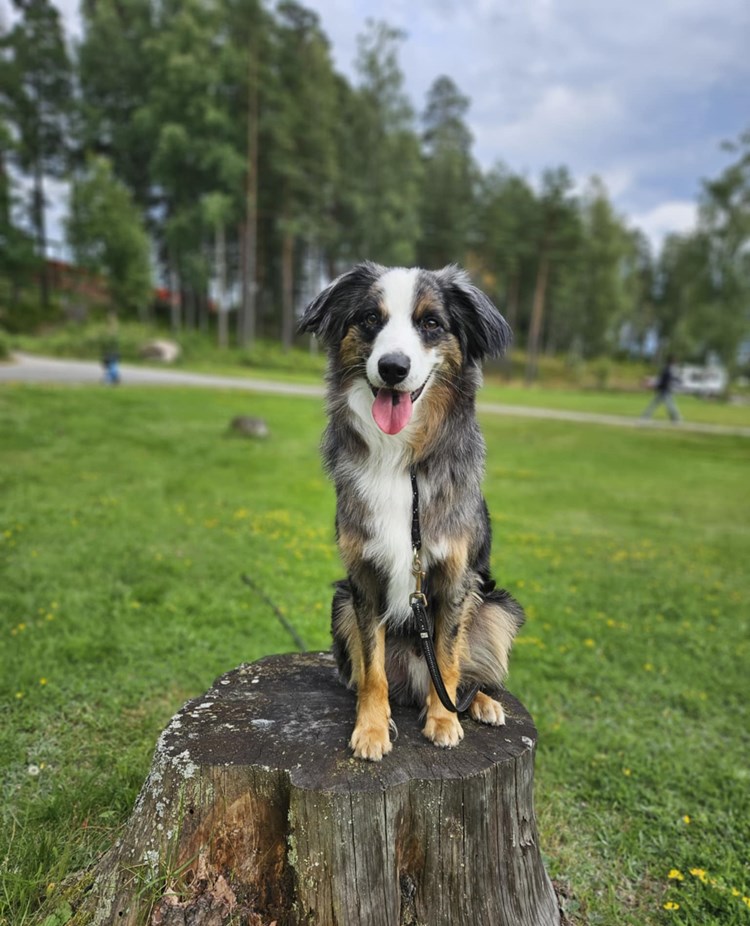 Hund sitter på en stubbe
