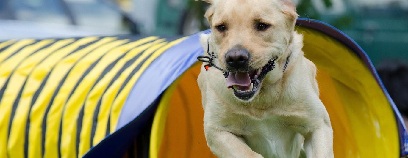 Hund som springer ur en agilitytunnel