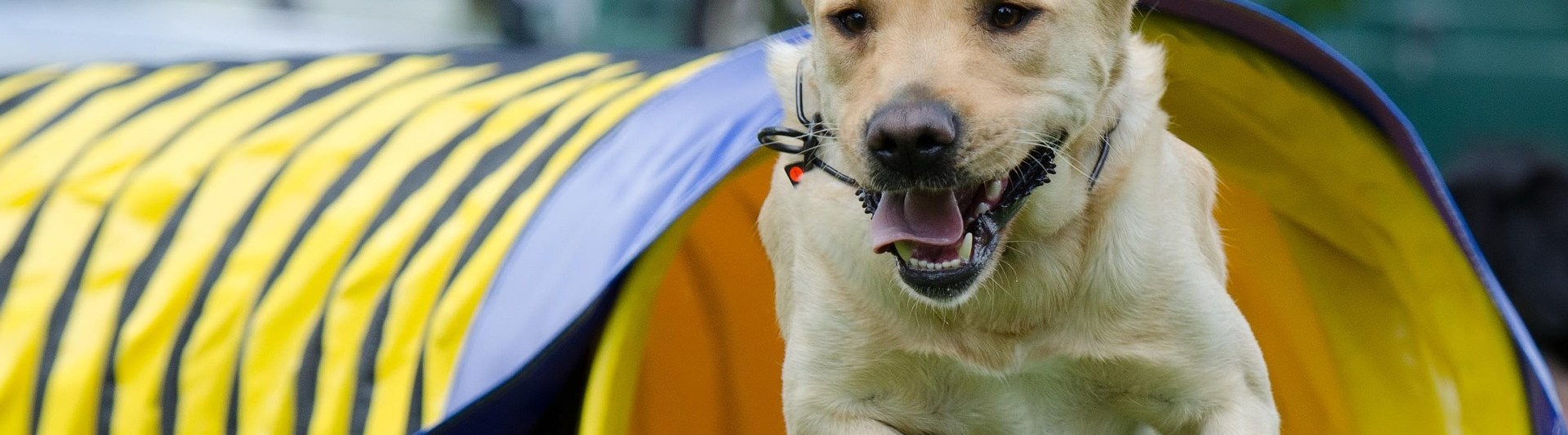 Hund som springer ur en agilitytunnel